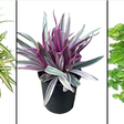 5 tipos de plantas para deixar o ar mais úmido em casa