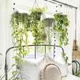Plantas no quarto: 8 ideias para dormir perto da natureza