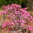 Linda e resiliente: como cultivar a rosa do deserto