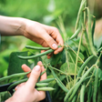 Como cultivar feijão-verde (vagem)? Veja o plantio passo a passo