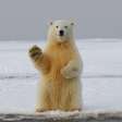 Urso Polar: curiosidades, como vivem e proteção