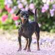 12 curiosidades sobre o cachorro da raça pinscher