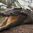 Afrodisíaco: 3 mil crocodilos se 'animam' com som de helicóptero e reação inusitada chama a atenção