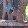Macaco é flagrado 'bebendo' energético em universidade de Goiânia e foto viraliza