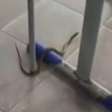 Cobra invade sala de aula no litoral de São Paulo; veja