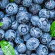 Mirtilo ou blueberry: confira os benefícios dessa frutinha para a sua saúde
