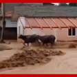 Búfalos são levados por correnteza durante forte chuva em SC