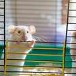 Ratos dão 'gritos' de felicidade ao se encontrarem com os amigos