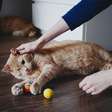 10 dicas para uma casa mais acessível para um gato cego