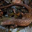 5 fatos sobre o lagarto asiático que pode ter sido a inspiração para o dragão
