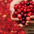 Cranberry é fruta aliada da sua saúde; veja como usá-la na dieta