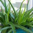 6 plantas medicinais que você deve ter em casa