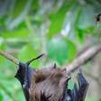 Morcegos de pênis gigantes fazem sexo por até 12 horas sem parar