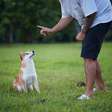 Por que os cães não entendem quando apontamos para algum lugar?