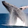 Baleias gostam mesmo é da Bahia