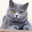 4 características do gato british shorthair