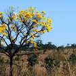 Desmatamento no Cerrado sobe 3% em 12 meses, diz Inpe
