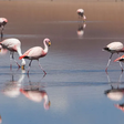 A gripe aviária que matou centenas de flamingos na Argentina e se espalha pela América do Sul