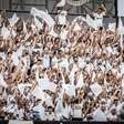 Santos divulga venda de ingressos para jogo contra o Fortaleza pela última rodada do Brasileiro