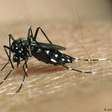 Casos de dengue somam 1,66 milhão e crescem 21% no ano, diz Saúde