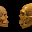 Neandertais podiam ouvir línguas humanas e falá-las, segundo seus fósseis