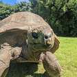 Animal terrestre mais velho do mundo faz aniversário; conheça!