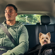 Uber cria serviço Pets para transporte de cães e gatos em corridas pelo app