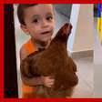 Menino surpreende mãe ao 'fazer amizade' com galinha e levar animal para dentro de casa
