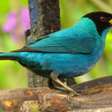 Pássaro com dois sexos tem um lado do corpo de cada cor