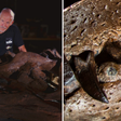 Cientistas encontram crânio de 2 metros de 'tiranossauro subaquático'