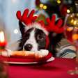 10 comidas de Natal e Ano Novo tóxicas para cachorros