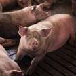 Cientistas criam carne de porco geneticamente modificada e imune a doença