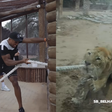 Ex-campeão mundial de boxe perde cabo de guerra para felino exótico em Dubai; veja o vídeo