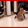 Homem tenta fugir de tigre em mansão em Dubai e cena gera revolta na web