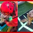 Tartaruga que se afogava é salva ao receber atendimento usado para humanos em SC