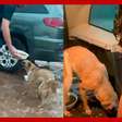 Vereador viraliza ao colocar cachorros de rua para comer dentro do carro durante chuva no RS