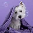 Veja como dar banho corretamente em seu cachorro ou gato