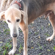 Cão é resgatado de casa que sacrificava animais para oferecer aos porcos