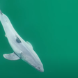Cinegrafista faz registro inédito de tubarão-branco recém-nascido na natureza; assista