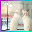 Por que camundongos são utilizados em experimentos científicos?