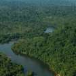 Como madeira ilegal é usada na recuperação de áreas degradadas na Amazônia