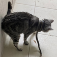 Mulher encontra cobra mortal enrolada em pescoço de gato na Austrália: 'Assustador'