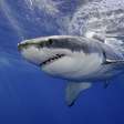Brasil é o quarto país com mais ataques de tubarões registrados, aponta estudo