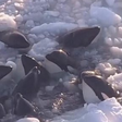 Orcas ficam presas em costa de gelo no Japão e geram comoção; veja