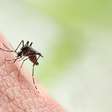 Dengue é considerada epidemia em todos os bairros de São Paulo
