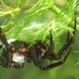 Única espécie de aranha aquática do mundo vive em uma bolha