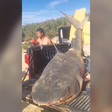 Tubarão-tigre de quase 300 kg é pescado em Conceição da Barra
