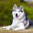 4 características do cachorro da raça husky siberiano