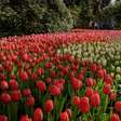 Keukenhof: como visitar os jardins das tulipas na Holanda em 2024