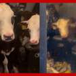 Vacas são flagradas 'relaxando' em sofá após invadirem casa de produtor rural na Inglaterra